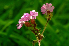 20230531 0386CPw [D~LIP] Rote LICHTNELKE (Silene dioica), UWZ, Bad Salzuflen