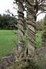 Wisteria-wrapped pergola columns