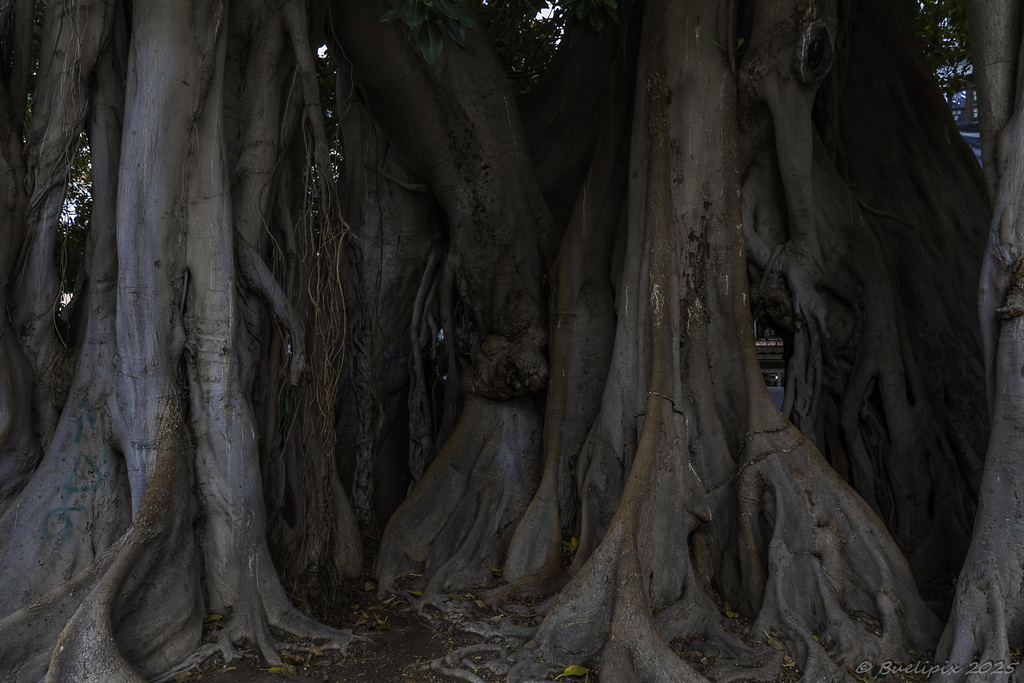 Ficusbäume im Gabriel Miró Park ... P.i.P. (© Buelipix)