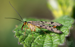 Scorpion Fly 2