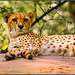 Gepard