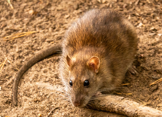Rat