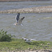 5T2A7741 Black Headedd Gull