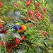 272/365 2025 Rainbow Lorikeet