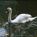 swan in autumn