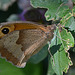 Papillon Amaryllis