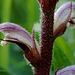 Common Broomrape (Orobanche minor)
