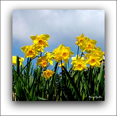 Udaberria  - La Primavera en su esplendor  - Spring