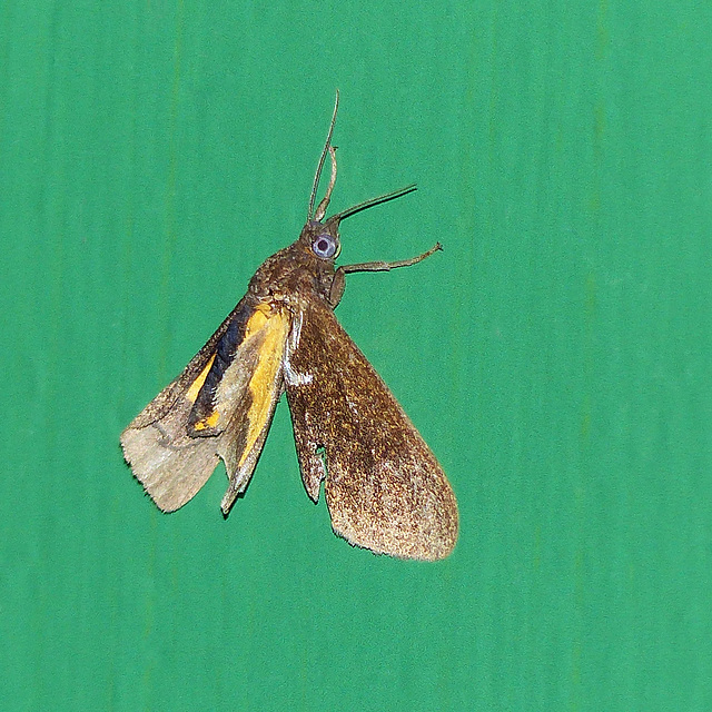 Moth, Asa Wright Nature Centre, Trinidad