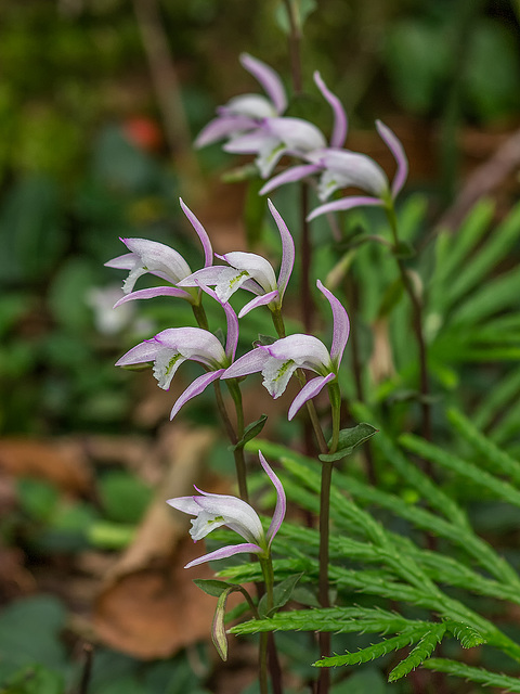 Triphora trianthophoros (Three-birds orchids) Triphora trianthophoros (Three-birds orchids)