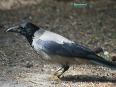 Hooded Crow (Corvus cornix) M19 01