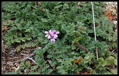 Erodium cicutarium (1)