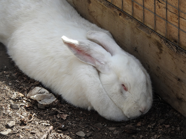 Very large rabbit