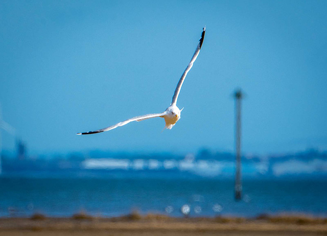 Gull in flight2