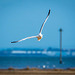 Gull in flight2