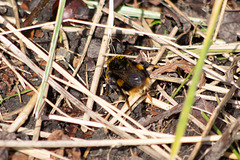 Bee - Buff Tailed ?