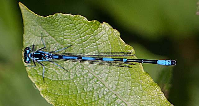 20110519 2786RMw [D~MI] Azurjungfer, Großes Torfmoor, Hille-1