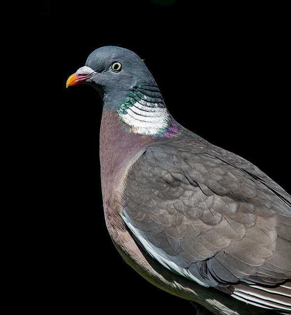 Wood pigeon