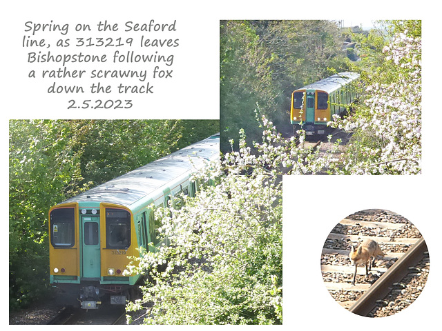 313219 & the fox Seaford 2 5 2023