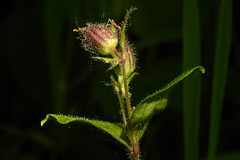 20230531 0388CPw [D~LIP] Rote LICHTNELKE (Silene dioica), UWZ, Bad Salzuflen