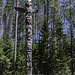 Algonquin Provincial Park - East Gate ... P.i.P. (© Buelipix)