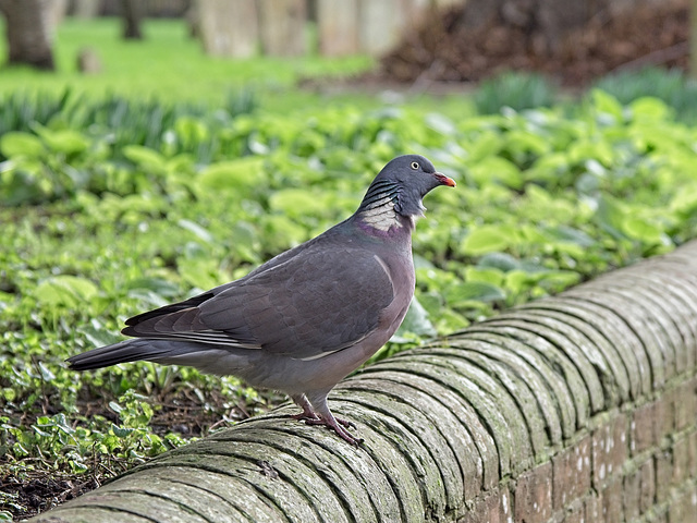 Wood Pigeon