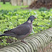 Wood Pigeon