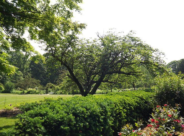 Garden at Planting Fields, May 2012