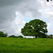 Cow under the speeding Chestnut Tree