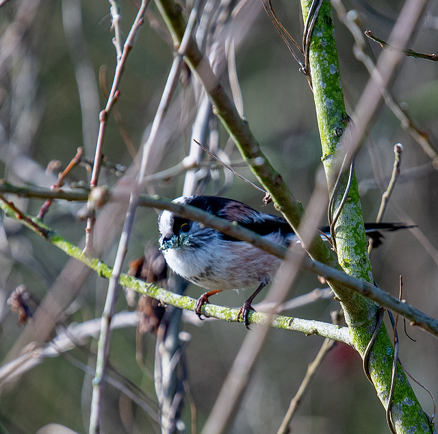 A long tailed tit