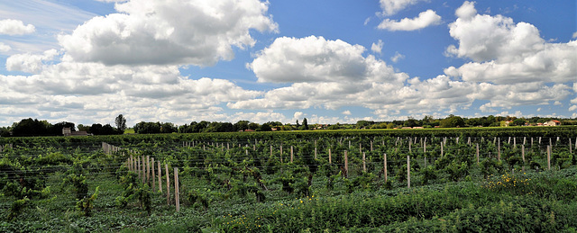 Cycling from Bordeaux Vineyards to the Atlantic Coast/ Vineyard's