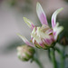 DSCF5770