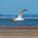 Gull in flight3