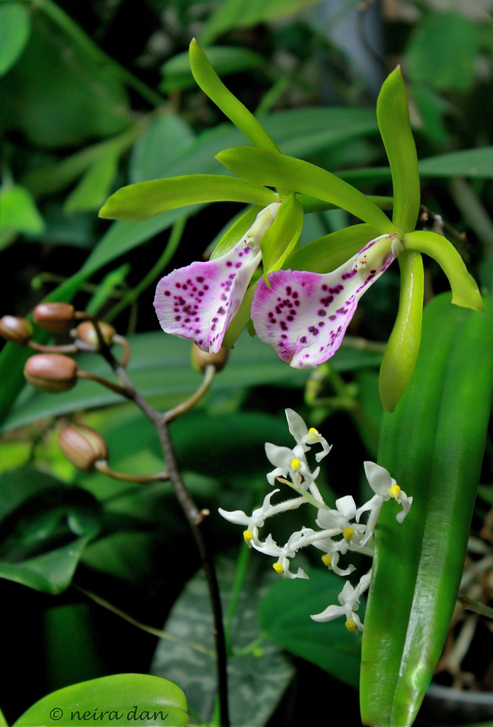 Brassocattleya binosa  (1)