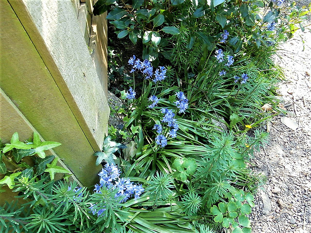 Some bluebells
