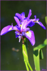 Purple Iris Flower