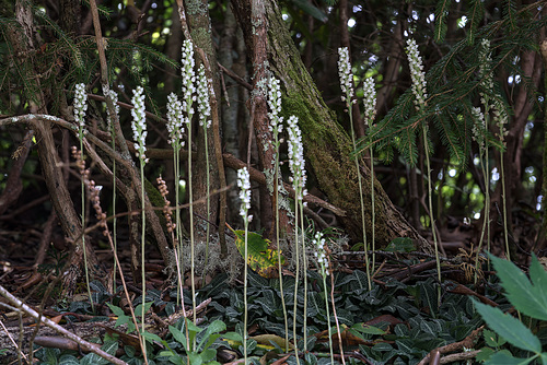 Goodyera pubescens (Downy Rattlesnake Plantain orchid)