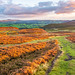 Hill walking the Horseshoe Pass