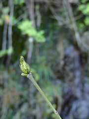 20220501 Rando Le Tayrac (Cevennes) (9)