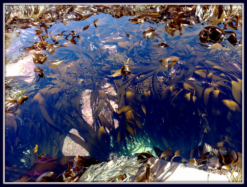 CORNISH ROCK POOL FOR PAM!