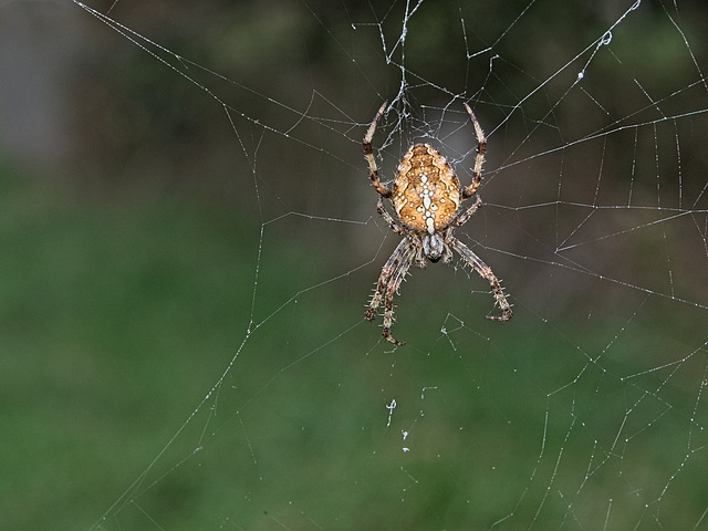 Garden Spider (+PiP)