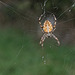 Garden Spider (+PiP)