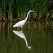 Great white egret