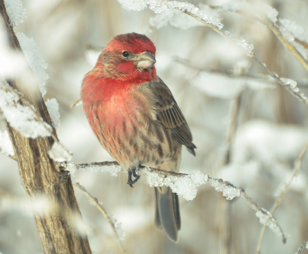 house finch march 2016 DSC 1890