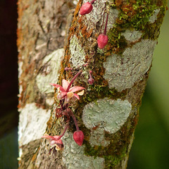 Cacao (chocolate!) tree, on way to Brasso Seco, Trinidad