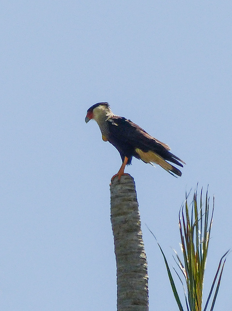 Crested Caracara / Caracara cheriway, Nariva Swamp afternoon, Trinidad