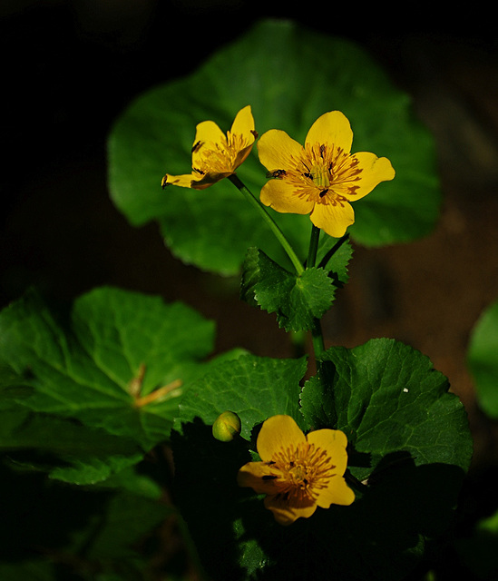 Caltha palustris