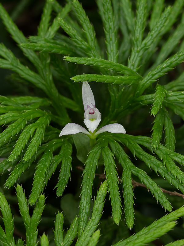 Triphora trianthophoros (Three-birds orchids)