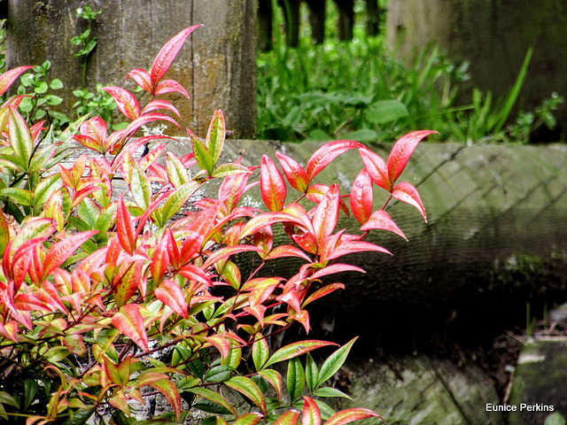 Red Leaves.