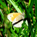 Ringlet Satyr (Coenonympha tullia)